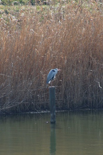 Grey Heron 境川遊水地公園 Sun, 2/24/2019