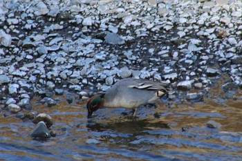 Eurasian Teal 境川遊水地公園 Sun, 2/24/2019