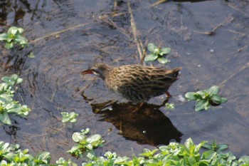 Brown-cheeked Rail 境川遊水地公園 Sun, 2/24/2019