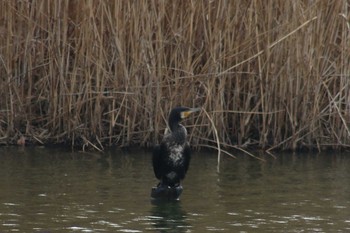 Great Cormorant 境川遊水地公園 Mon, 2/11/2019