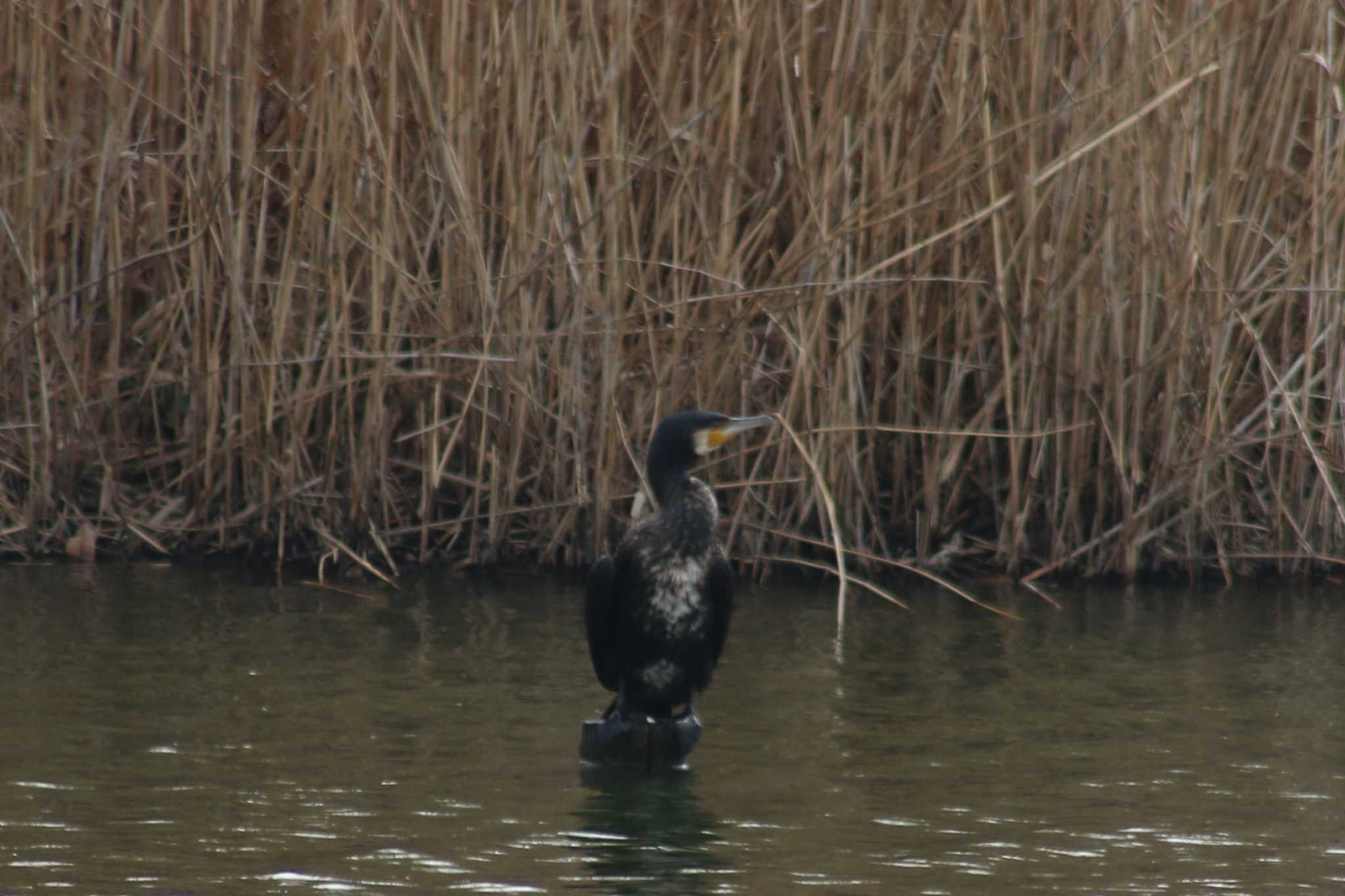 Photo of Great Cormorant at 境川遊水地公園 by きよ