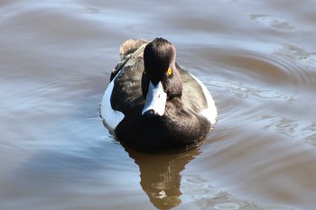 キンクロハジロ こども自然公園 (大池公園/横浜市) 2019年3月24日(日)