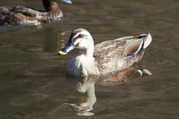 Eastern Spot-billed Duck Kodomo Shizen Park Sun, 3/24/2019