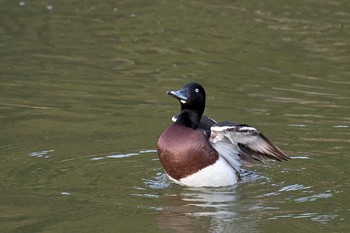 アカハジロ