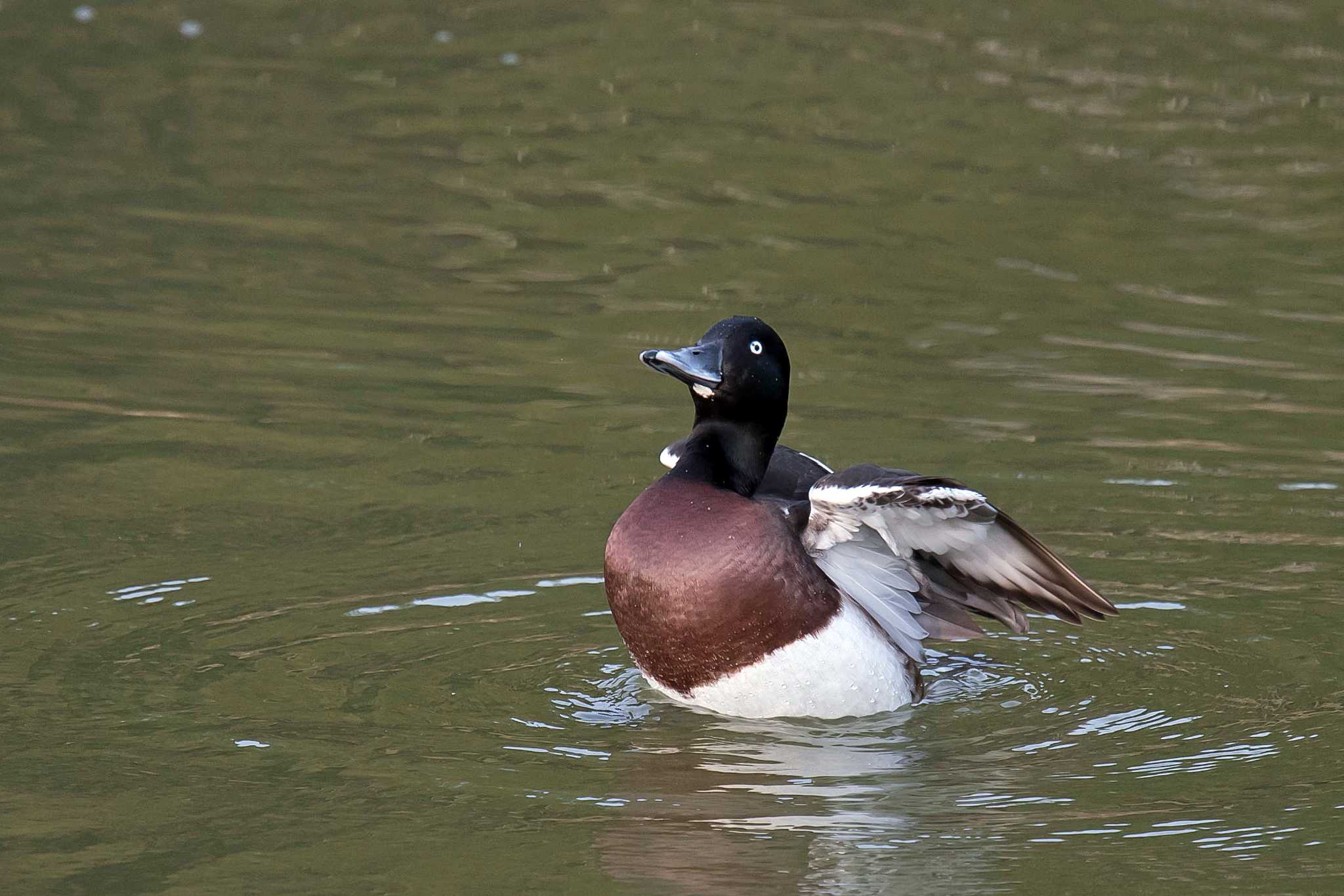 Photo of Baer's Pochard at  by Tanago Gaia (ichimonji)