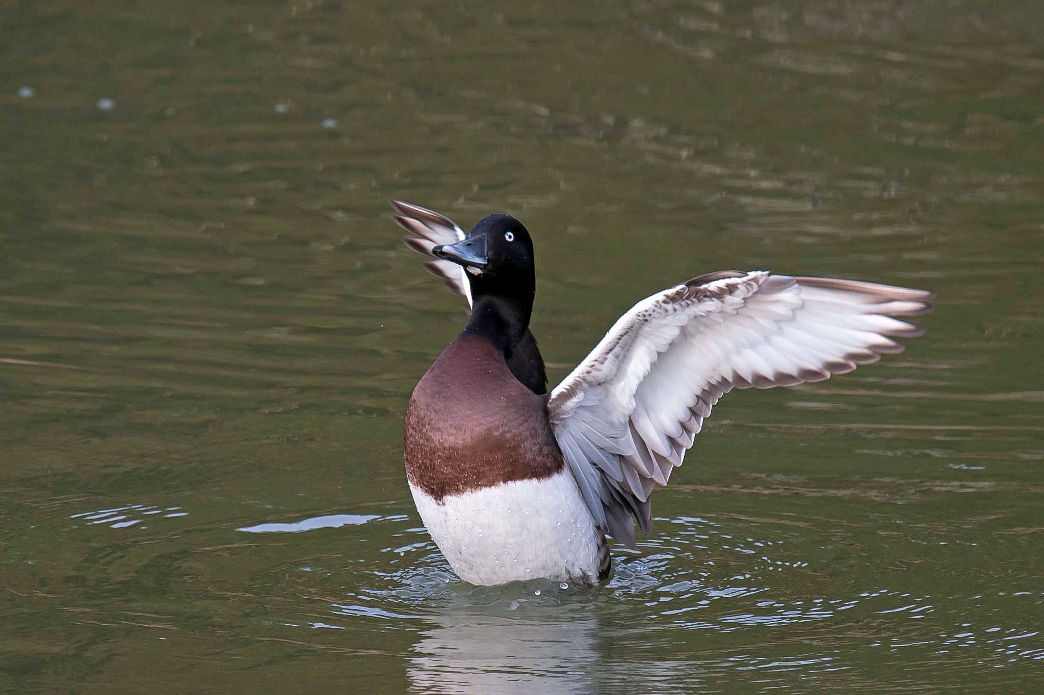 Photo of Baer's Pochard at  by Tanago Gaia (ichimonji)