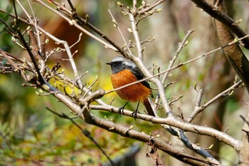 ジョウビタキ 場所が不明 2019年3月26日(火)