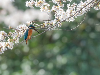 カワセミ 場所が不明 2018年3月27日(火)