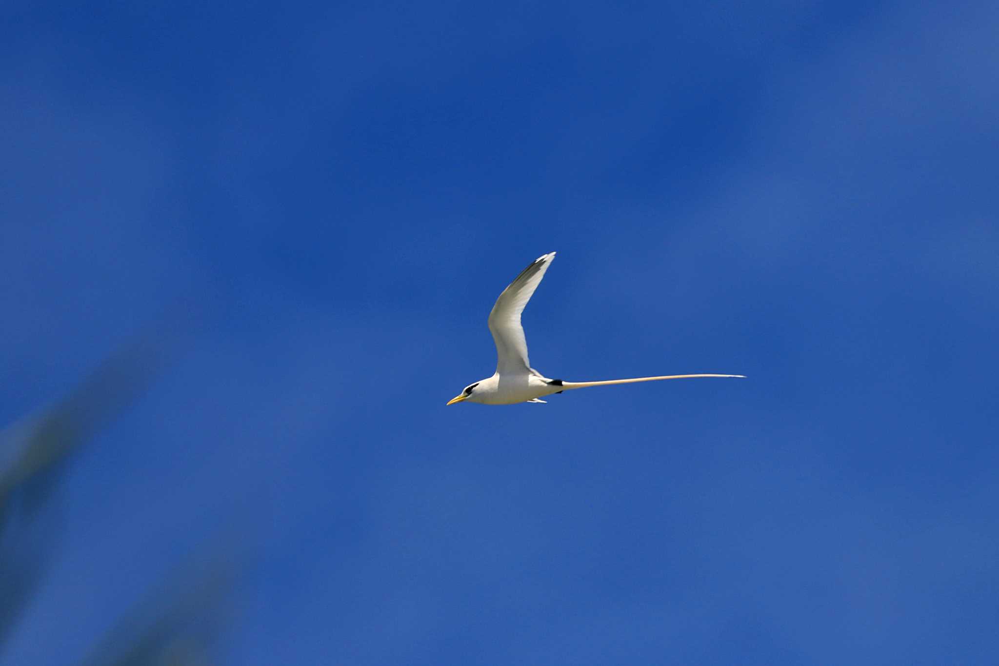 Photo of White-tailed Tropicbird at Peleliu Island (Palau) by とみやん