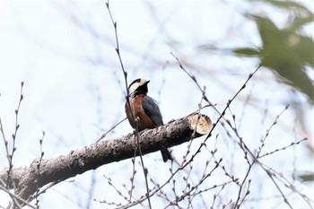 ヤマガラ 大麻生野鳥の森公園 2019年3月26日(火)