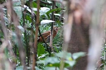 ガビチョウ 大麻生野鳥の森公園 2019年3月26日(火)