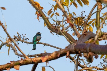 Gartered Trogon