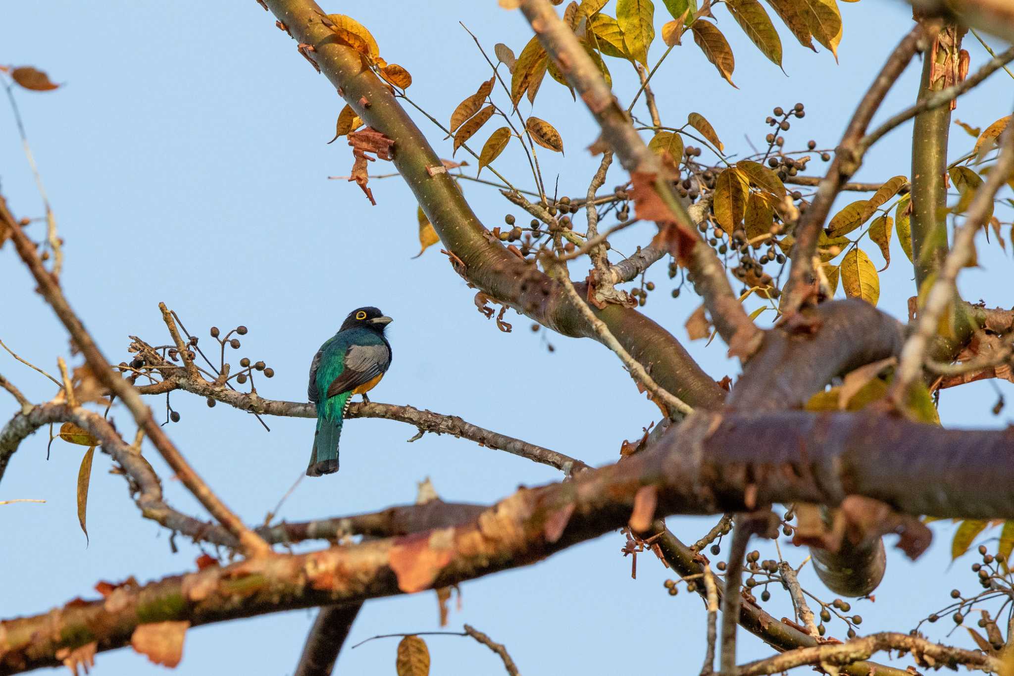 Photo of Gartered Trogon at Pipeline Road(Gamboa) by Trio