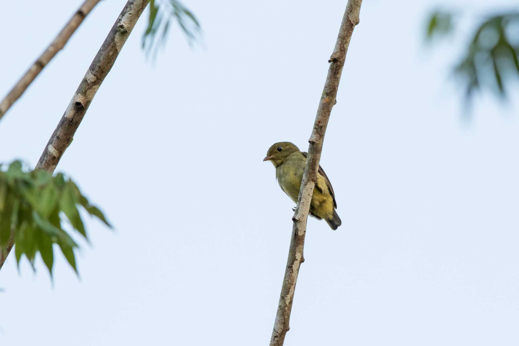 Photo of Red-capped Manakin at Pipeline Road(Gamboa) by Trio