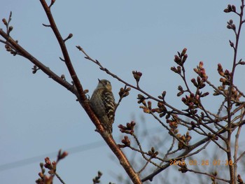 Japanese Pygmy Woodpecker 埼玉県鴻巣市吹上　元荒川 Tue, 3/26/2019