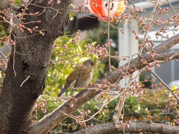 シロハラ 埼玉県鴻巣市吹上　元荒川 2019年3月26日(火)