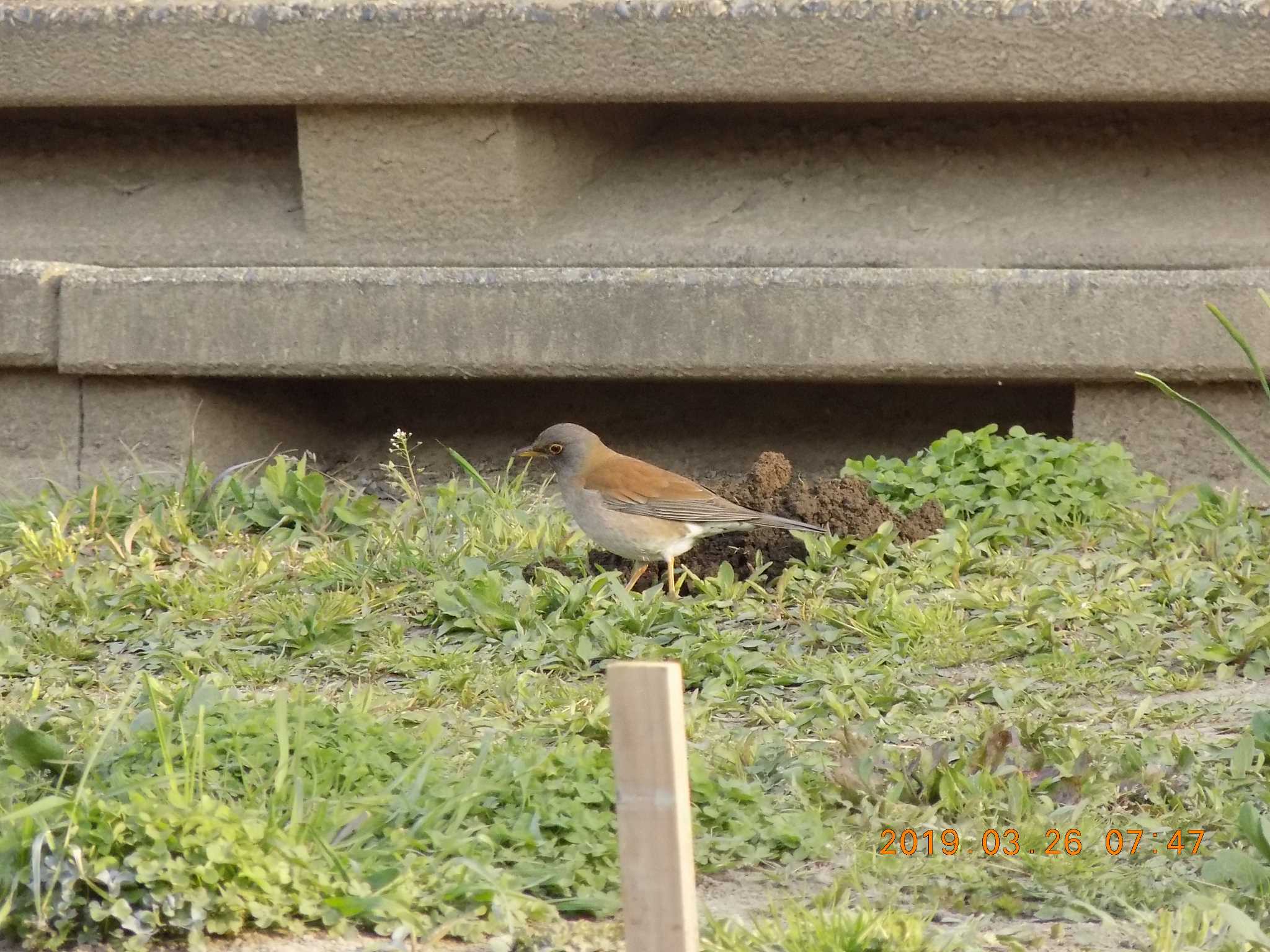 Photo of Pale Thrush at 埼玉県鴻巣市吹上　元荒川 by 近所で鳥見