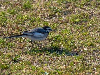 ハクセキレイ 秋ヶ瀬公園 2019年3月24日(日)