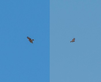 2019年3月24日(日) 秋ヶ瀬公園の野鳥観察記録