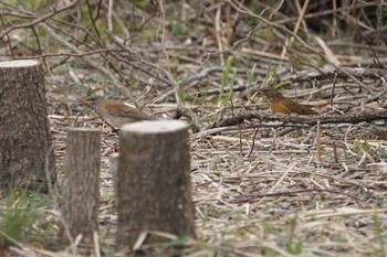 アカハラ 淀川(中津エリア) 2019年3月25日(月)