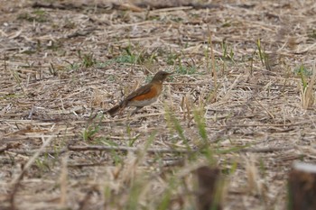 アカハラ 淀川(中津エリア) 2019年3月25日(月)