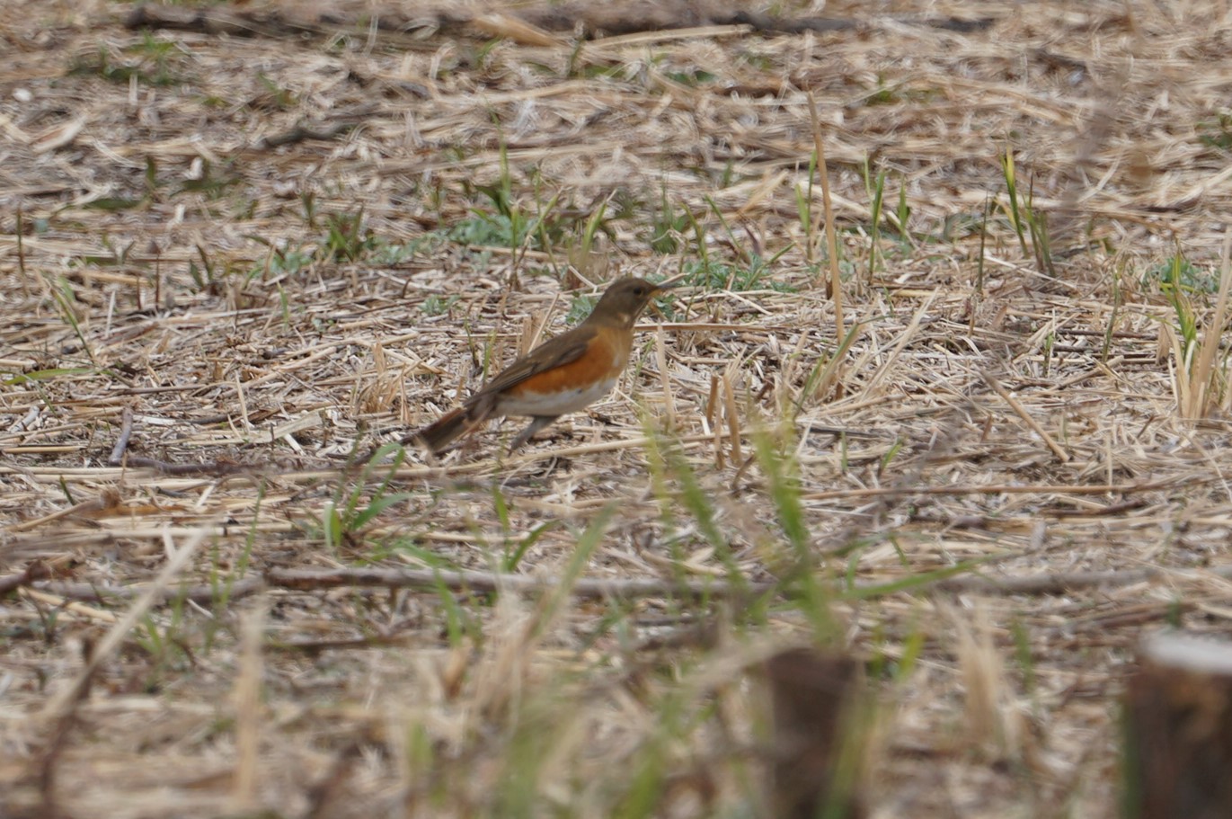 Photo of Brown-headed Thrush at 淀川(中津エリア) by マル