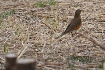 アカハラ 淀川(中津エリア) 2019年3月25日(月)