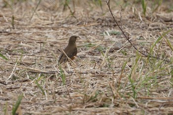 アカハラ 淀川(中津エリア) 2019年3月25日(月)