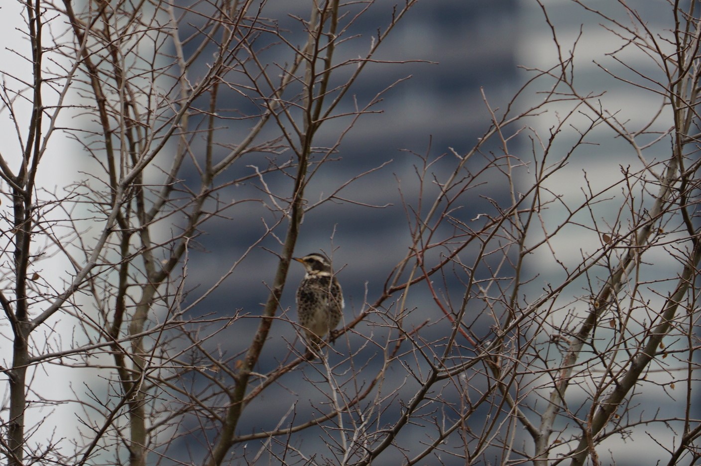 Photo of Dusky Thrush at 淀川(中津エリア) by マル