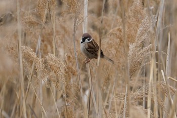 Mon, 3/25/2019 Birding report at 淀川(中津エリア)