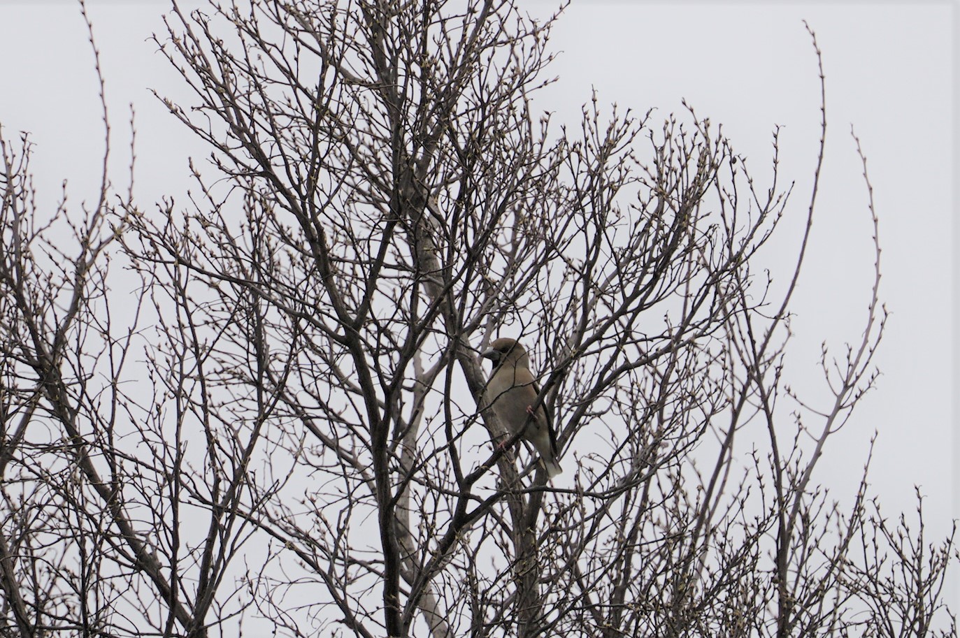 Photo of Hawfinch at 猪名川公園 by マル