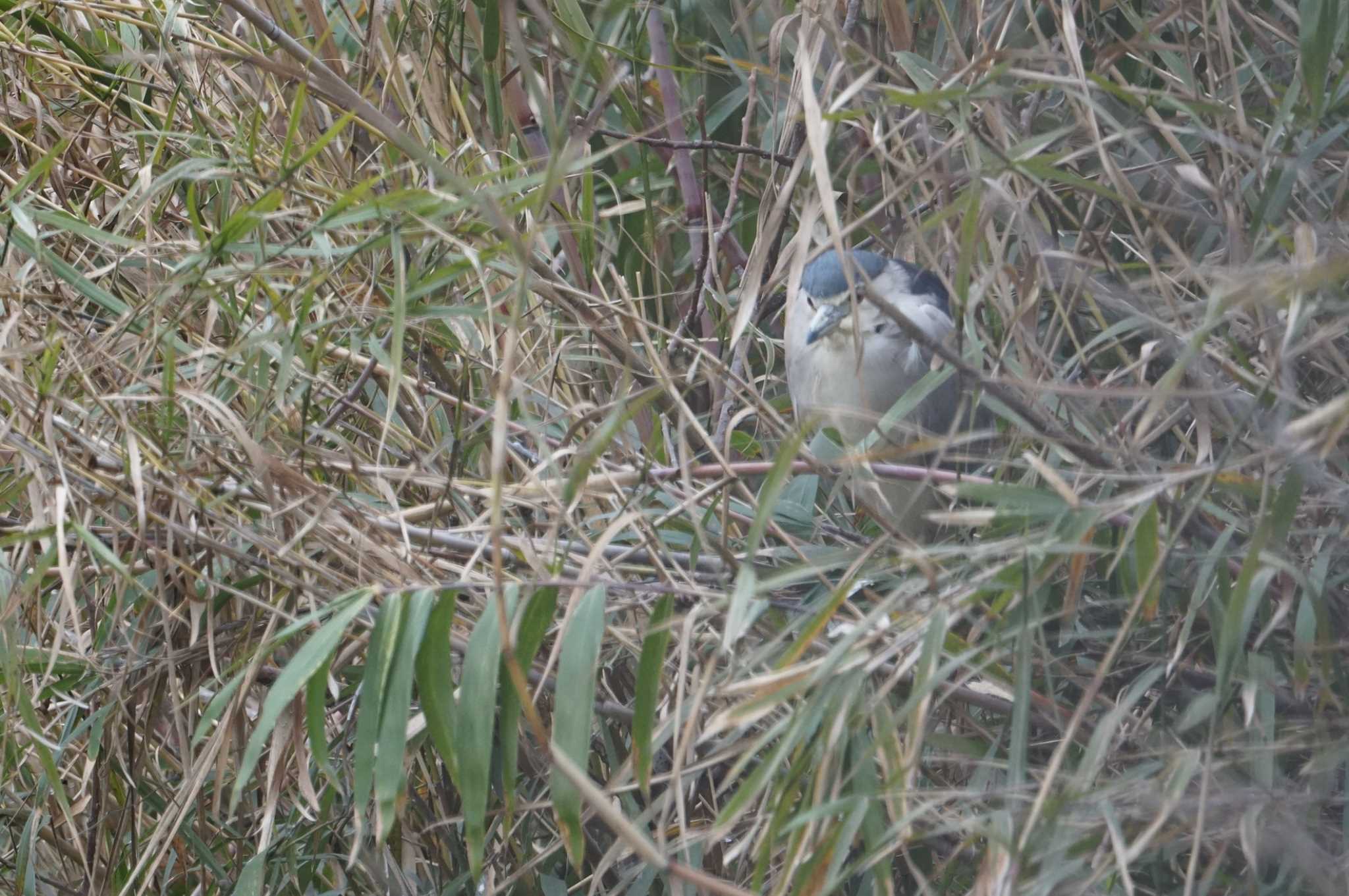 Photo of Black-crowned Night Heron at 猪名川公園 by マル