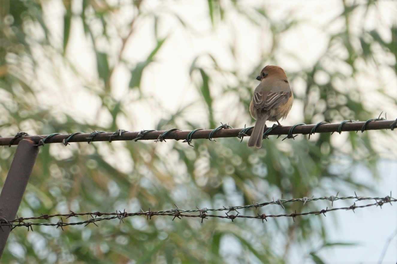 Photo of Bull-headed Shrike at 猪名川公園 by マル