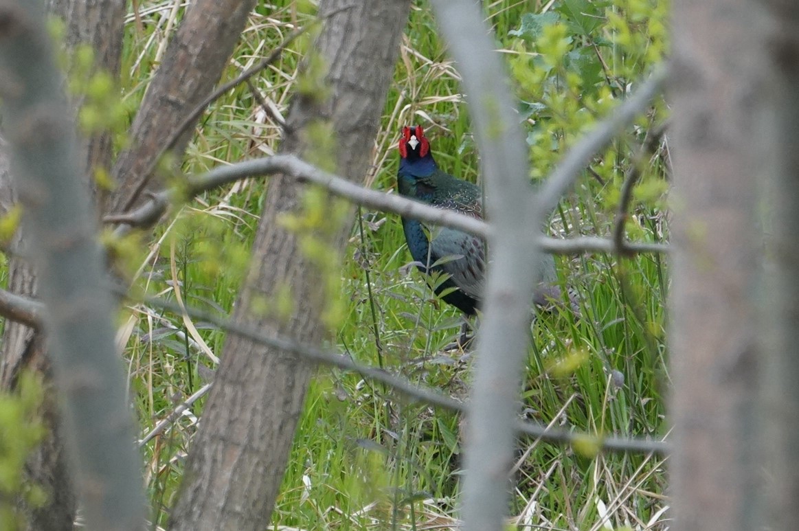 Photo of Green Pheasant at 猪名川公園 by マル