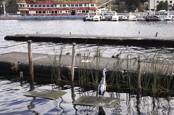 アオサギ 芦ノ湖 2018年10月8日(月)