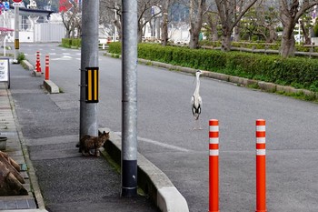 アオサギ 場所が不明 2019年3月22日(金)