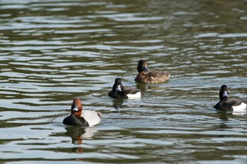 Tufted Duck 東京都多摩地域 Tue, 3/26/2019