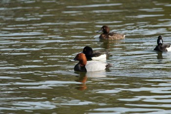 Common Pochard 東京都多摩地域 Tue, 3/26/2019