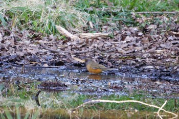 アカハラ 大麻生野鳥の森公園 2019年3月27日(水)