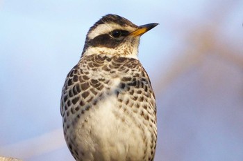 ツグミ 大麻生野鳥の森公園 2019年3月27日(水)