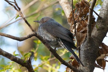 ヒヨドリ 大麻生野鳥の森公園 2019年3月27日(水)