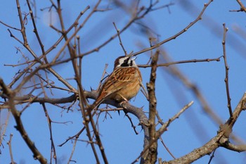 Meadow Bunting Ooaso Wild Bird Forest Park Wed, 3/27/2019