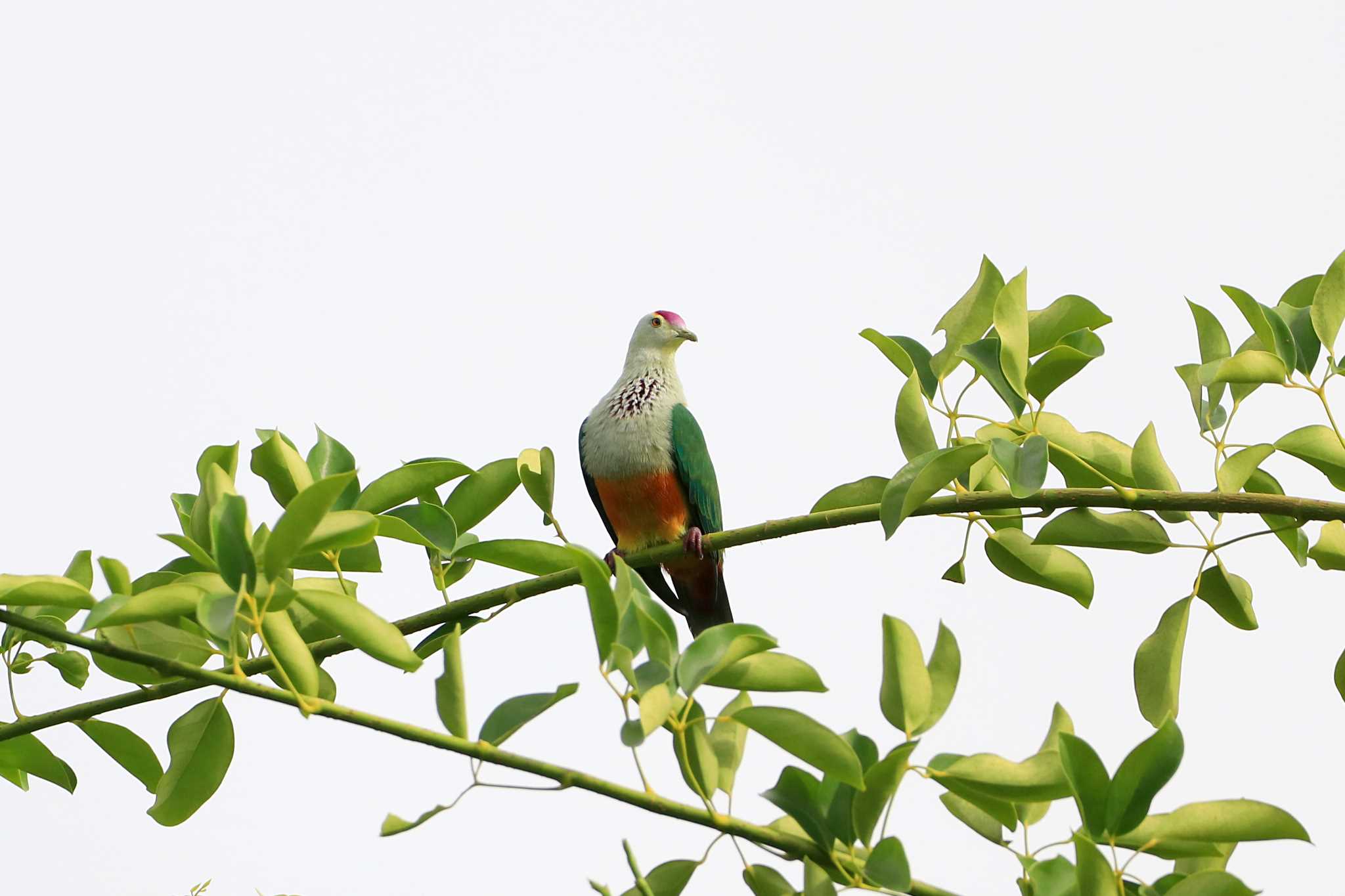 Photo of Palau Fruit Dove at Peleliu Island (Palau) by とみやん