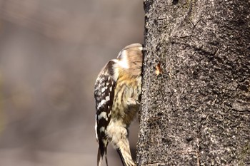 Japanese Pygmy Woodpecker Unknown Spots Wed, 3/27/2019