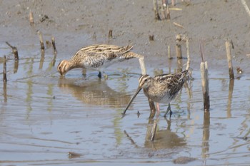 タシギ 場所が不明 2019年3月27日(水)