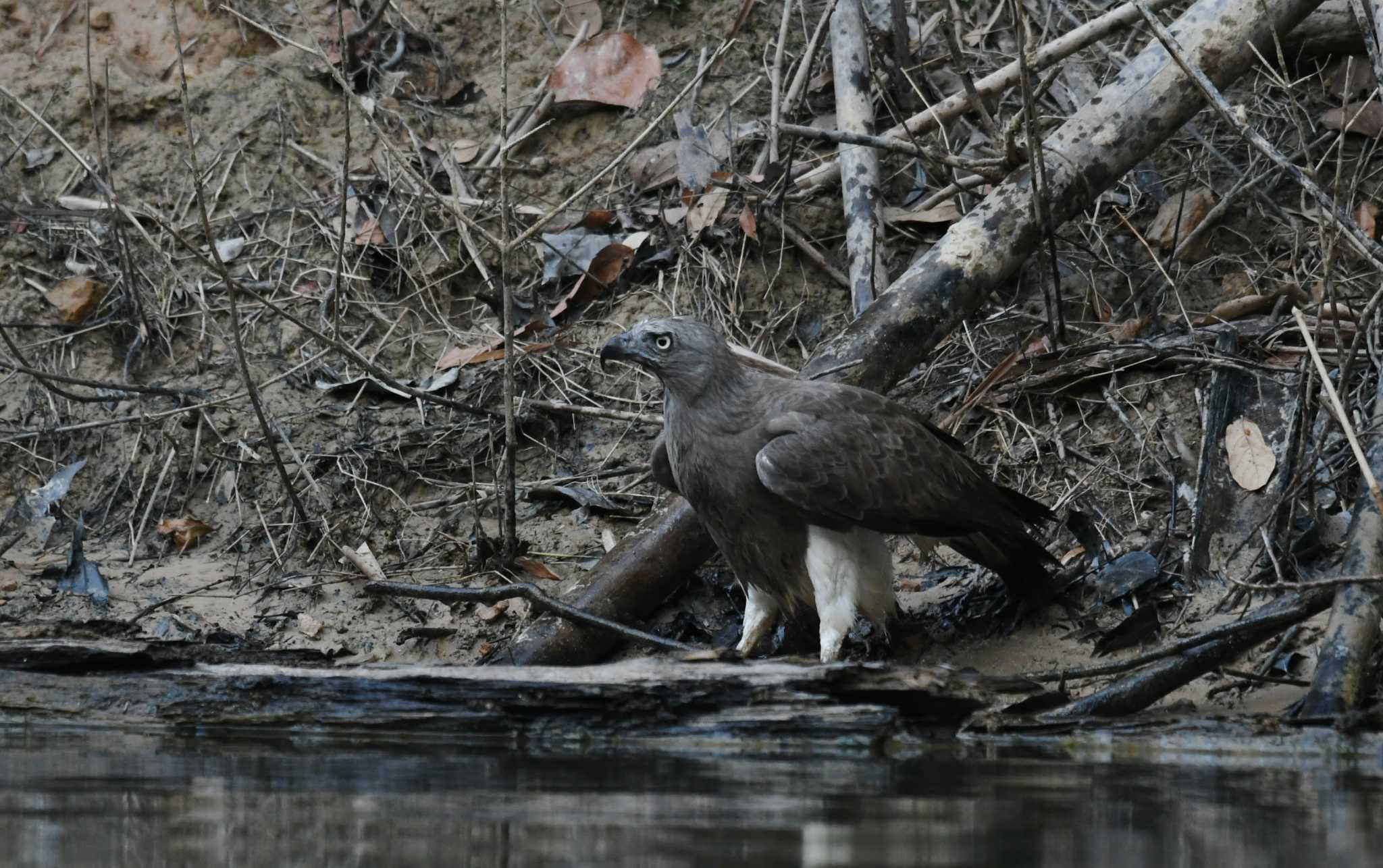 Lesser Fish Eagle