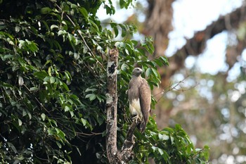 Fri, 2/22/2019 Birding report at Khao Sok NP