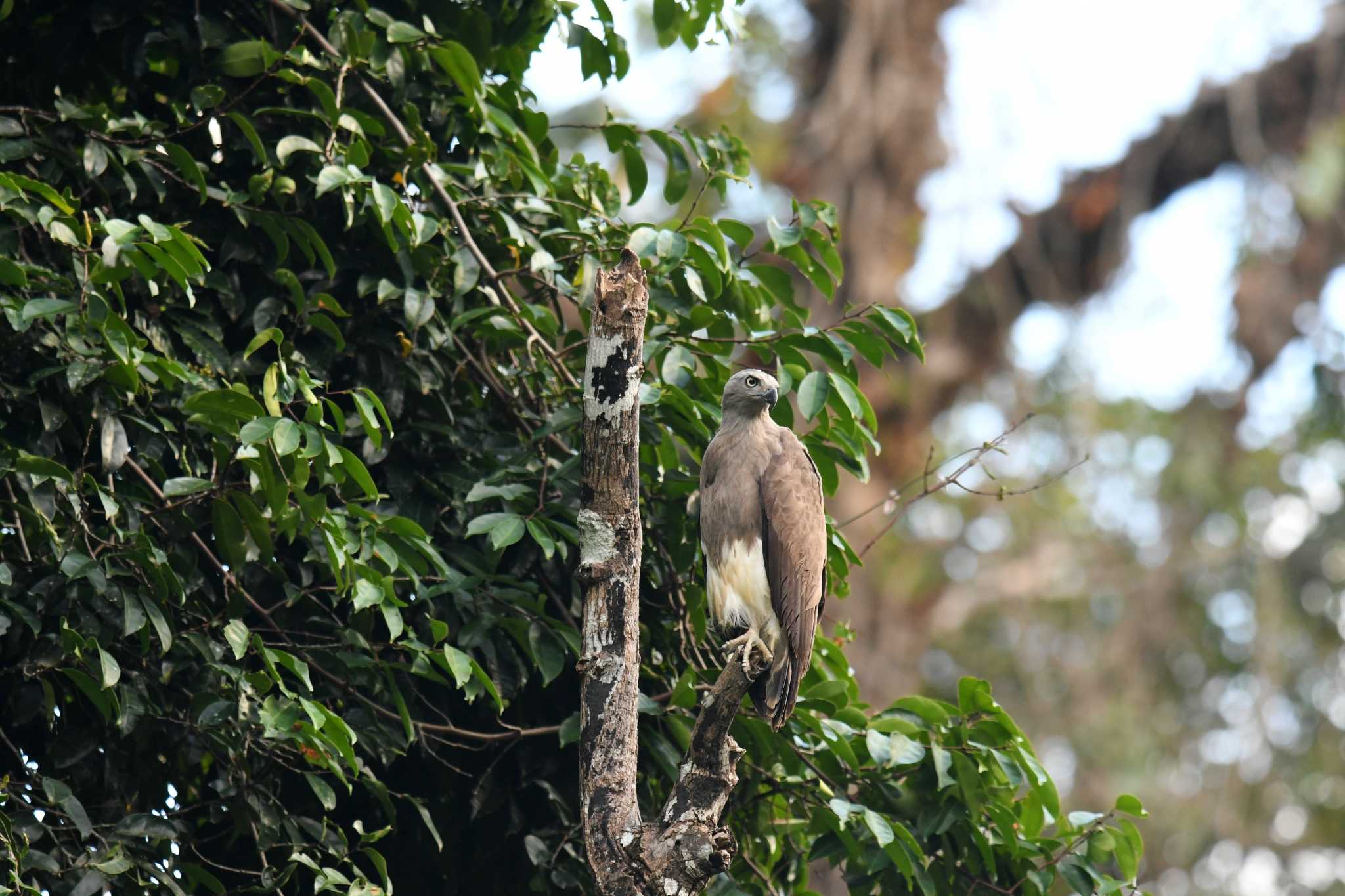 Lesser Fish Eagle