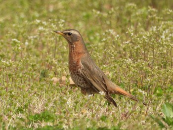 ハチジョウツグミ 兵庫県　三木市 2019年3月27日(水)