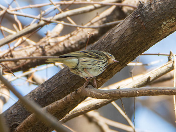 ビンズイ 秋ヶ瀬公園 2019年3月24日(日)